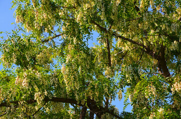 
White acacia on a sunny windy summer day.
