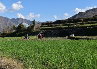 Fototapeta na wymiar mountain landscape of farmland with step cultivation 