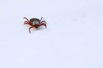 Ixodes tick, dog tick, taiga tick, Ixodes persulcatus in active form, on white background, close-up.