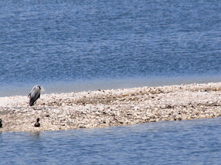 The summer scene of Yatsu Higata Narashino City, Chiba Japan 