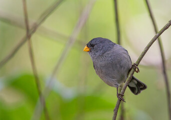Catamenia analis - (Band-tailed Seedeater)