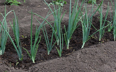 Chives grow in the garden. A watered bed. Slebli leaves and spicy vegetable crops of onions