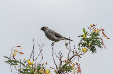 Red-crested Cotinga (Ampelion rubrocristatus) cotingas birds