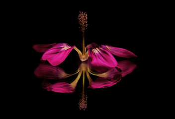 pink flower on black background