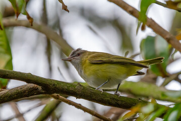 Fototapeta premium Yellow-green Vireo - (Vireo flavoviridis)