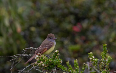 The Great Crested Flycatcher (Myiarchus crinitus)
