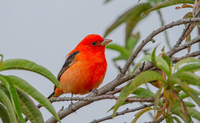 birds (Piranga olivacea) Scarlet Tanager