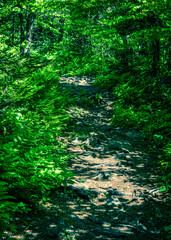 path thru the forest