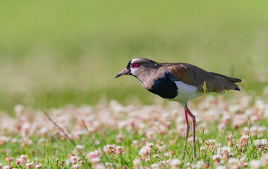 birds (Vanellus chilensis)  Southern Lapwing