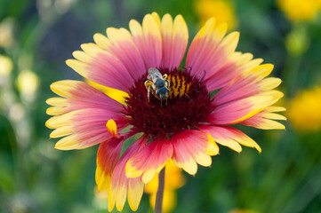 bee on yellow flower