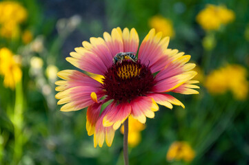 bee on yellow and red flower