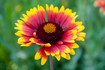 gaillardia echinacea orange flower