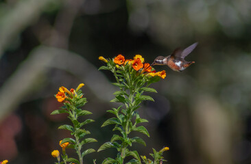 Hummingbird -  White-bellied Woodstar (Chaetocercus mulsant)