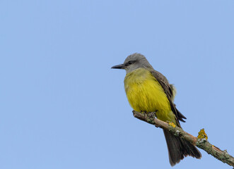 Fototapeta premium birds (Tyrannus melancholicus) Tropical Kingbird