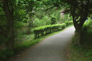 Green bushes along the path, city of Killarney Ireland.