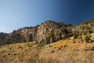 Foto op Canvas Flora. Panorama view of the rocky cliffs covered with Araucaria araucana or Monkey Puzzle trees, and the meadow in autumn. © Gonzalo