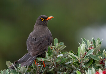 birds (Turdus fuscater) Great Thrush