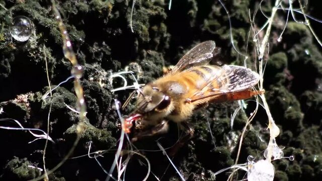 Abelha coletando melato da &aacute;rvore bracatinga na serra catarinense para produzir mel