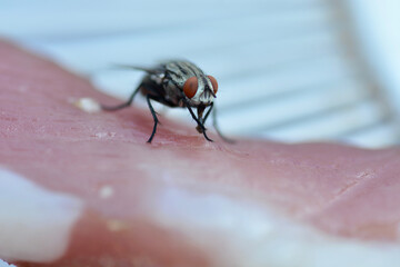 fly on a dried meat 