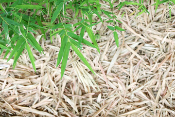 Green bamboo leaves spread over the fallen leaves