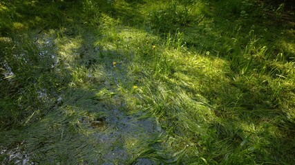 Waterlogged lawn with standing water in a large puddle after a heavy rain