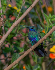 Hummingbird -  Sparkling violet-ear (Colibri coruscans)