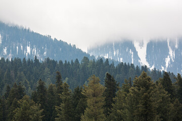 Clouds over the snow mountains with pine forest in India