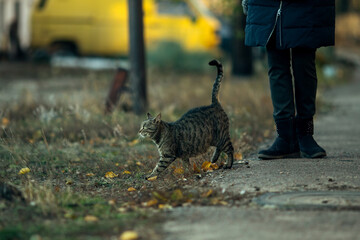 Women's feet and gray street cat.