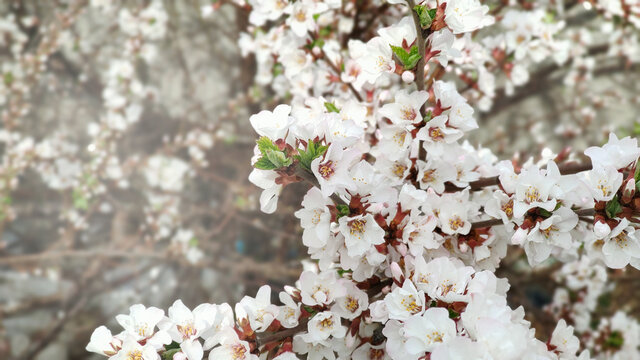 rectangular photo of blooming Apple blossoms with a white haze