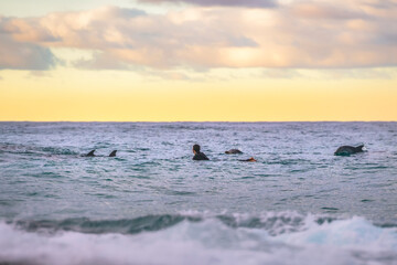 Surfer swimming with dolphins at sunrise, Sydney Australi