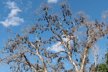 Black Flying Foxes (Pteropus alecto) roosting in Lissner Park, Charters Towers, Australia
