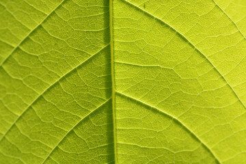 close up and macro green leaf. background and texture 
