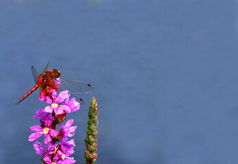 red dragonfly on the inflorescence of pink flowers on a blurred background of blue water and copy space