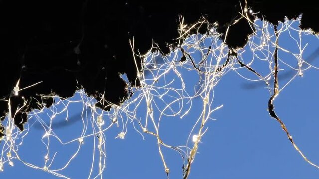 Filamentos com melato da &aacute;rvore bracatinga