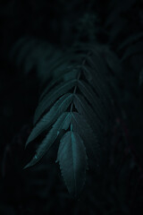 Leaf Iphone screensaver