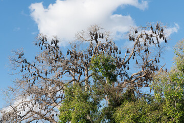 Black Flying Foxes (Pteropus alecto) roosting in Lissner Park, Charters Towers, Australia