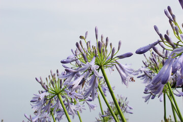 曇り空の下のアガパンサスの花