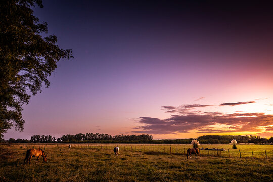 Atardecer con caballos pastando en campo argentino