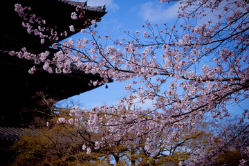 古都と桜