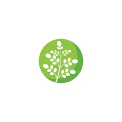 Fototapeta premium Moringa leaf illustration
