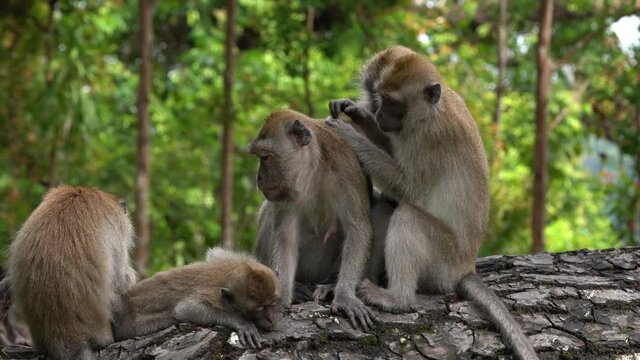 Wild long-tailed Macaque monkeys grooming each other