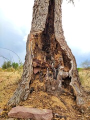 It is a Rajasthani tree named Khejri, still alive despite not getting sufficient amount of water,...