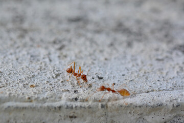 close up and macro ant 