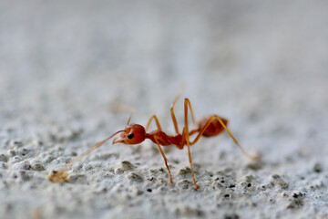 close up and macro ant 