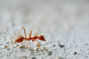 close up and macro ant 