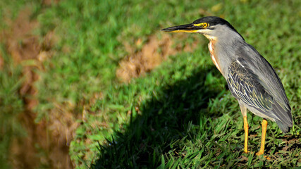 Belo pássaro Butorides striatus na beira do lago observando a água