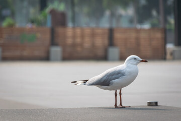 seagull on the pier