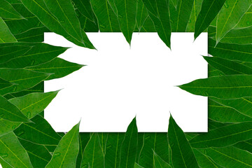 Green mango leaf background for beautiful advertising events.