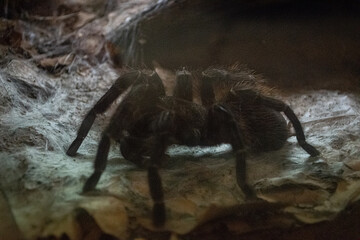 spider on the ground