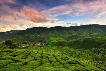 Beautiful sunset in Cameron highlands tea valley